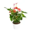 Anthurium Pink Champion pot Ø17 cm/ H60 cm