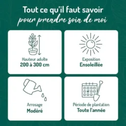 Arbousier en pot de 3 litres