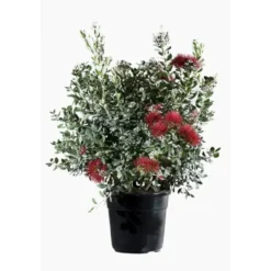 Arbre de Noël de Nouvelle Zélande 40/50. Le pot de 5 litres