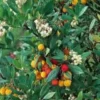 Arbutus Unedo – Pot de 30L