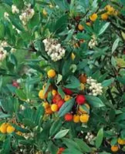 Arbutus Unedo – Pot de 30L