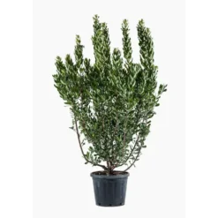 Arbutus Unedo – Pot de 30L