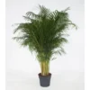 Areca (Dypsis) pot Ø32 cm/ H180 cm