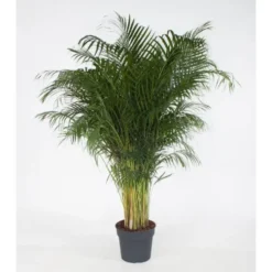 Areca pot Ø34-35 cm/ H180-210 cm