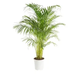 Areca pot Ø24 cm/ H120 cm
