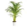 Areca pot Ø27 cm/ H150-160 cm