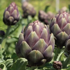 Artichaut Violet De Provence Bio. Le pot de 10,5 cm