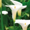 Arum blanc à grandes fleurs - Le pot de 9 x 9 cm