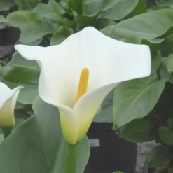 Arum Blanc. Le pot de 4 litres