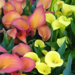 Arum De Couleur. Le pot de 14 cm
