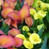 Arum De Couleur. Le pot diam 12 cm