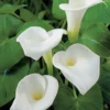 Arum d’Éthiopie pot de 3 litres