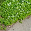 Asperule Odorante Bio. Le pot de 1 litre