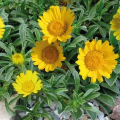 Astericus. Le pot de 10,5 cm