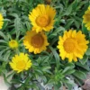 Asteriscus Maritimus. Le pot de 14 cm