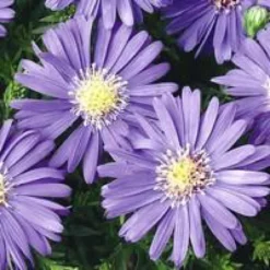 Aster vivace - Le pot de 8 litres