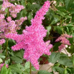 Astilbe. Le pot de 23 cm
