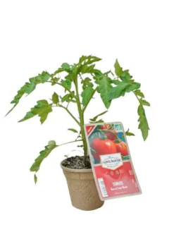 Aubergine Barbentane Bio. Le pot biodégradable de diamètre 10 cm