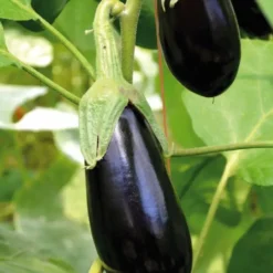 Aubergine Longue Baluroi F1 Bio. La barquette de 3 plants