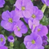 Aubretia Variee Bleue. La barquette de 6 plants