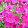 Aubrieta X (Rose). Le pot de 2 litres