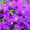 Aubriète violette. La barquette de 6 plants