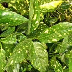 Aucuba Japonica Crotonifolia. Le pot de 1 litre