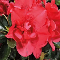 Azalée (Azalea) Encore Autumn Creach rouge. Le pot de 4 litres