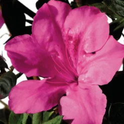 Azalée (Azalea) Encore rose. Le pot de 8 litres