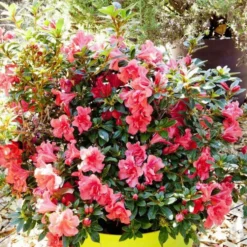 Azalée Encore Princess rose. Le pot de 4 litres