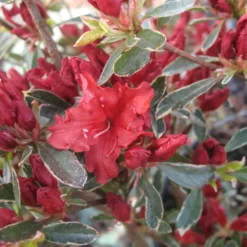 Azalée japonaise Hot Shot Variegata coloris rouge. Le pot de 5 litres.