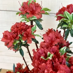 Azalée japonaise Hot Shot Variegata coloris rouge. Le pot de 5 litres.