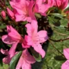 Azalée Japonaise variée (Azalea Japonica) 25/30. Le pot de 3 litres