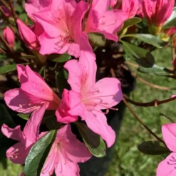 Azalée Japonaise variée (Azalea Japonica) 25/30. Le pot de 3 litres