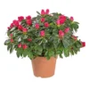 Azalée tardive. Le pot de 14 cm