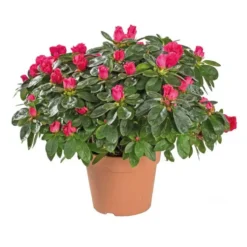 Azalée tardive. Le pot de 14 cm