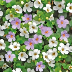Bacopa - Le pot de 9 x 9 cm
