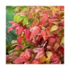 Bambou Céleste (NANDINA DOMESTICA FIREPOWER), pot 3 L