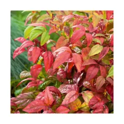 Bambou Céleste (NANDINA DOMESTICA FIREPOWER), pot 3 L
