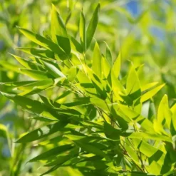 Bambou Phyllostachys Aurea. Le pot de 15 litres
