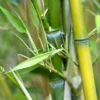 Bambou phyllostachys aureosulcata aureocaulis vert pot de 30L