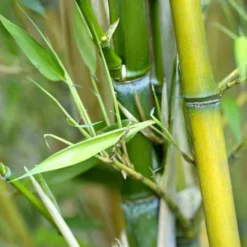 Bambou phyllostachys aureosulcata aureocaulis vert pot de 30L