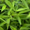 Bambou phyllostachys tip top vert pot de 15L