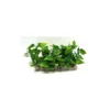 Barre de gazon vert en plastique 13 x 5 x 7 cm