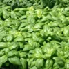 Basilic A Grandes Feuilles Genovese Bio. La motte de 4x4 cm