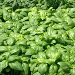 Basilic A Grandes Feuilles Genovese Bio. La motte de 4x4 cm