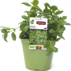 Basilic Fin Vert Bio. Le pot de 2,5 litres