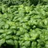Basilic Grand Vert Bio. Le pot de 4,6 litres