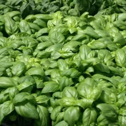 Basilic Grand Vert Bio. Le pot de 4,6 litres