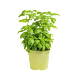 Basilic Grand Vert Bio. Le pot de 2,5 litres